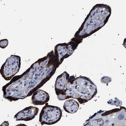 SVEP1 Antibody, Novus Biologicals 25 &mu;L; Unlabeled:Antibodies, Polyclonal