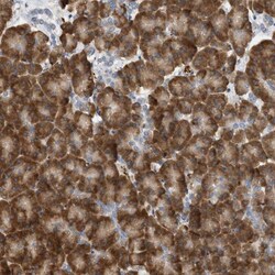 SVOP Antibody, Novus Biologicals:Antibodies:Primary Antibodies