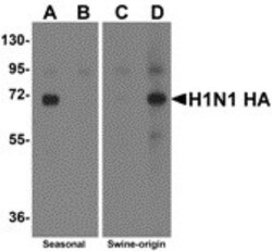 Swine Influenza A H1N1 Hemagglutinin Antibody - BSA Free, Novus Biologicals:Antibodies:Primary