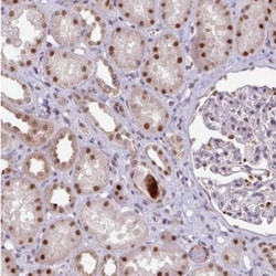 SWSAP1 Antibody, Novus Biologicals:Antibodies:Primary Antibodies