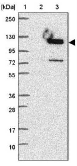 SWT1 Antibody, Novus Biologicals 0.1mL; Unlabeled:Antibodies, Polyclonal