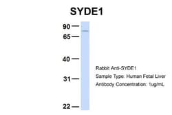 SYDE1 Antibody, Novus Biologicals:Antibodies:Primary Antibodies
