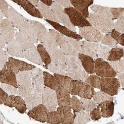 SYDE2 Antibody, Novus Biologicals 0.1mL; Unlabeled:Antibodies, Polyclonal