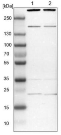 SYF2 Antibody, Novus Biologicals:Antibodies:Primary Antibodies