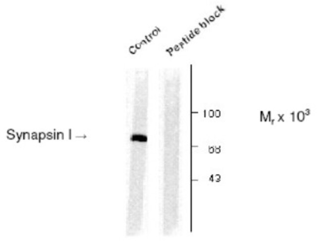 Synapsin I, p Ser603 Antibody 0.1mL; Unlabeled:Antibodies, Polyclonal ...