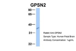 Synaptic glycoprotein SC2 Antibody, Novus Biologicals 20&mu;L; Unlabeled:Antibodies,