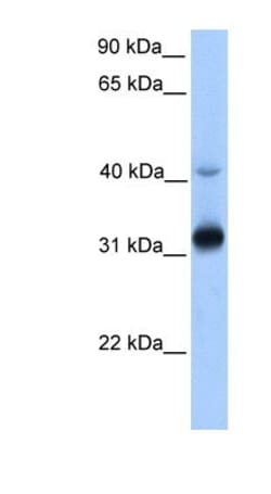 Synaptic glycoprotein SC2 Antibody, Novus Biologicals 20&mu;L; Unlabeled:Antibodies,