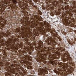 Synaptobrevin homolog YKT6 Antibody, Novus Biologicals 0.1mL; Unlabeled:Antibodies,