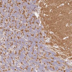 Synaptogyrin 1 Antibody, Novus Biologicals 0.1mL; Unlabeled:Antibodies,