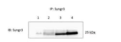 Synaptogyrin 3 Antibody, Novus Biologicals 0.1mL; Unlabeled:Antibodies