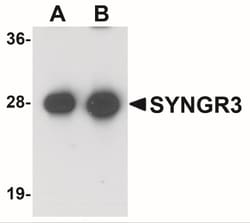 Synaptogyrin 3 Antibody - BSA Free, Novus Biologicals 0.025 mg, Unconjugated:Antibodies,