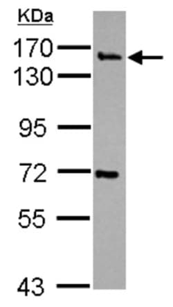 Synaptojanin 2 Antibody, Novus Biologicals 0.1mL; Unlabeled:Antibodies,