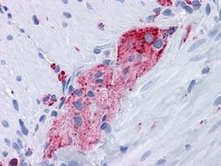 Synaptophysin Antibody (7H12) - BSA Free, Novus Biologicals 0.1mL; Unlabeled:Antibodies,