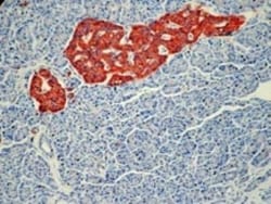 Synaptophysin Antibody (SP11), Novus Biologicals 0.5 mL; Unconjugated:Antibodies,
