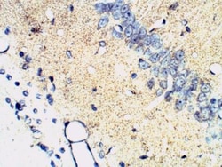 Synaptophysin Antibody, Novus Biologicals 0.1mg; Unlabeled:Antibodies,