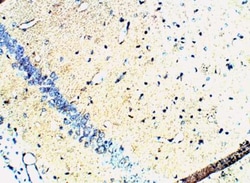 Synaptophysin Antibody, Novus Biologicals 0.1mg; Unlabeled:Antibodies,