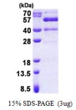 Novus Biologicals&trade;&nbsp;Recombinant Human Synaptotagmin 13 His Protein