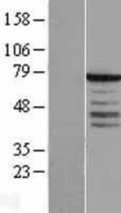 Novus Biologicals&trade;&nbsp;Synaptotagmin 3 Overexpression Lysate
