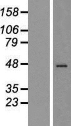 Novus Biologicals&trade;&nbsp;Synaptotagmin 1 Overexpression Lysate