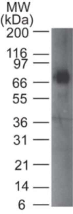 IGSF4A/SynCAM1/CADM1 Antibody (41N3D3), Novus Biologicals 0.025mg; Unlabeled:Antibodies,
