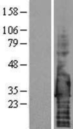 Novus Biologicals&trade;&nbsp;Syndecan-4 Overexpression Lysate