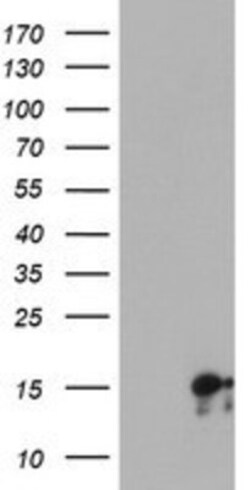 SYNJ2BP/ARIP2 Antibody (OTI3A9), Novus Biologicals 0.1mL; Unlabeled:Antibodies,