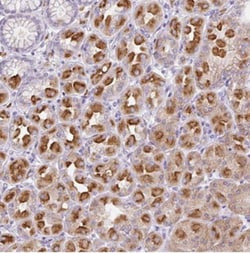 Syntabulin/GOLSYN Antibody, Novus Biologicals:Antibodies:Primary Antibodies