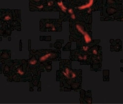 Syntaphilin Antibody - BSA Free, Novus Biologicals 0.025 mg, Unconjugated:Antibodies,