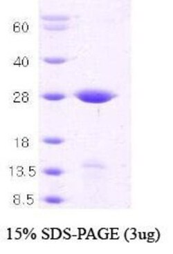 Novus Biologicals&trade;&nbsp;Recombinant Human Syntaxin 1A Protein