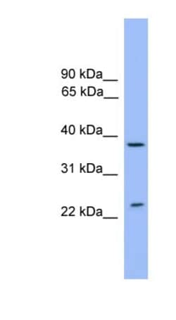 Syntaxin 4 Antibody, Novus Biologicals:Antibodies:Primary Antibodies