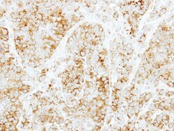 Syntaxin 6 Antibody, Novus Biologicals 0.1mL; Unlabeled:Antibodies, Polyclonal
