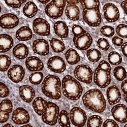 Syntaxin 12 Antibody, Novus Biologicals:Antibodies:Primary Antibodies