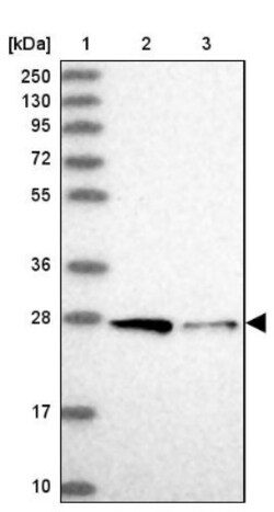 Syntaxin 12 Antibody, Novus Biologicals 0.1mL; Unlabeled:Antibodies, Polyclonal