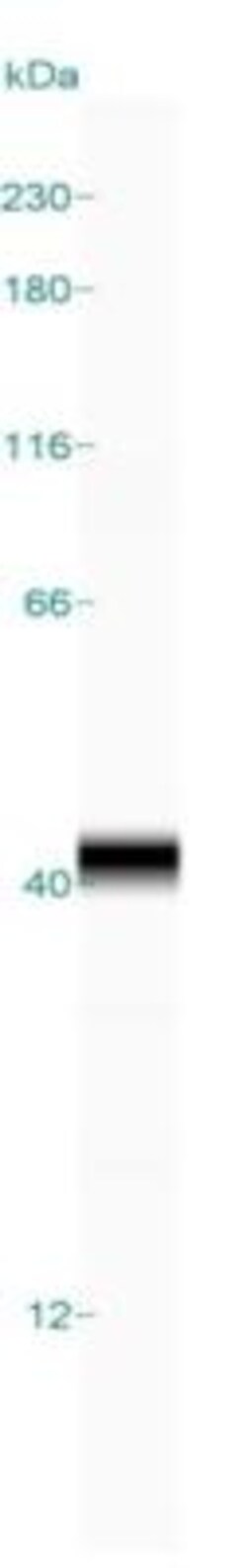 Syntaxin 16 Antibody, Novus Biologicals:Antibodies:Primary Antibodies