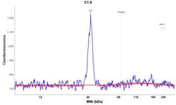 Syntaxin 16 Antibody, Novus Biologicals:Antibodies:Primary Antibodies