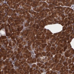 Syntaxin 5 Antibody, Novus Biologicals 0.1mL; Unlabeled:Antibodies, Polyclonal
