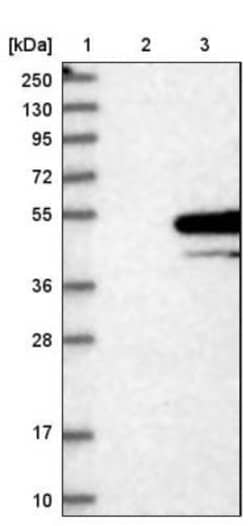 Syntaxin 5 Antibody, Novus Biologicals 0.1mL; Unlabeled:Antibodies, Polyclonal