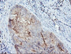 Syntenin 1 Antibody (OTI2H6), Novus Biologicals 0.1mL; Unlabeled:Antibodies,