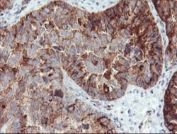 Syntenin 1 Antibody (OTI2H6), Novus Biologicals 0.1mL; Unlabeled:Antibodies,