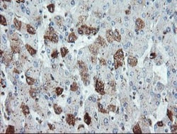 Syntenin 1 Antibody (OTI2H6), Novus Biologicals 0.1mL; Unlabeled:Antibodies,