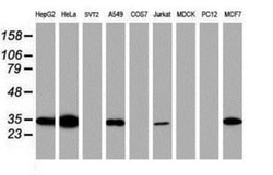 Syntenin 1 Antibody (OTI2H6), Novus Biologicals 0.1mL; Unlabeled:Antibodies,