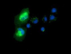 Syntrophin alpha 1 Antibody (OTI1H10), Novus Biologicals 0.1mL; Unlabeled:Antibodies,