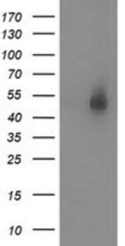 Syntrophin alpha 1 Antibody (OTI1H10), Novus Biologicals 0.1mL; Unlabeled:Antibodies,