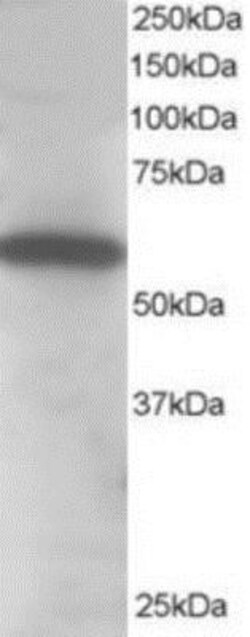Syntrophin alpha 1 Antibody, Novus Biologicals 0.1mg; Unlabeled:Antibodies,
