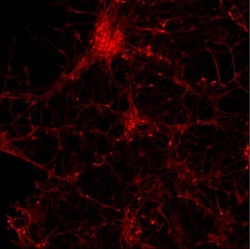 alpha-Synuclein Antibody, Novus Biologicals 0.1mL; Unlabeled:Anticuerpos