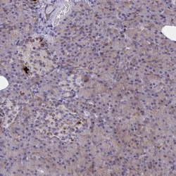 SYT10 Antibody, Novus Biologicals:Antibodies:Primary Antibodies