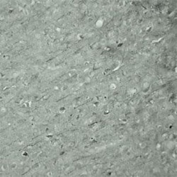 SYT17 Antibody - Azide and BSA Free, Novus Biologicals 0.1 mg; Unconjugated:Antibodies,