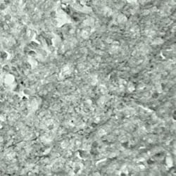 SYT17 Antibody - Azide and BSA Free, Novus Biologicals 0.1 mg; Unconjugated:Antibodies,