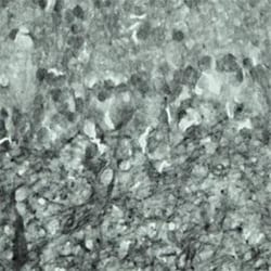 SYT17 Antibody - Azide and BSA Free, Novus Biologicals 0.1 mg; Unconjugated:Antibodies,