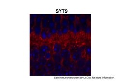 SYT9 Antibody, Novus Biologicals 20&mu;L; Unlabeled:Antibodies, Polyclonal